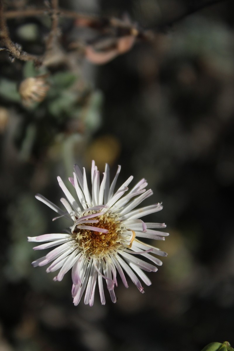 Erigeron luxurians photo 4