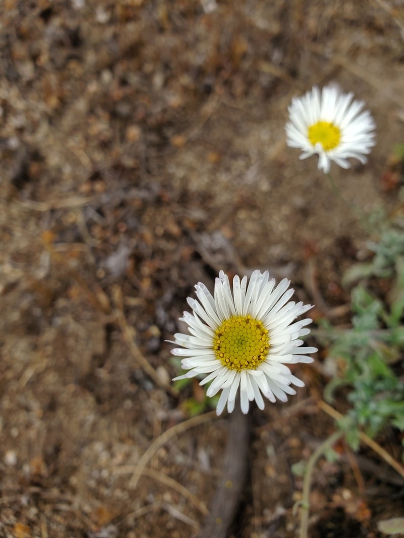 Erigeron luxurians photo 5