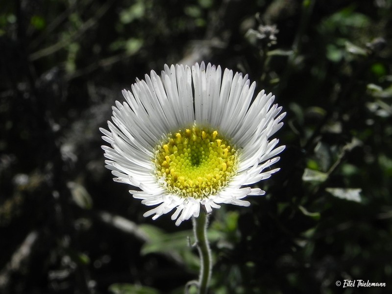 Erigeron luxurians photo 7