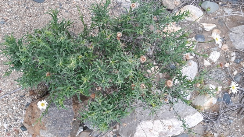 Erigeron luxurians photo 8