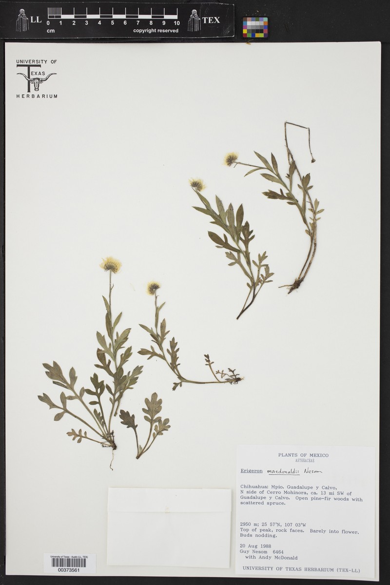 Erigeron macdonaldii