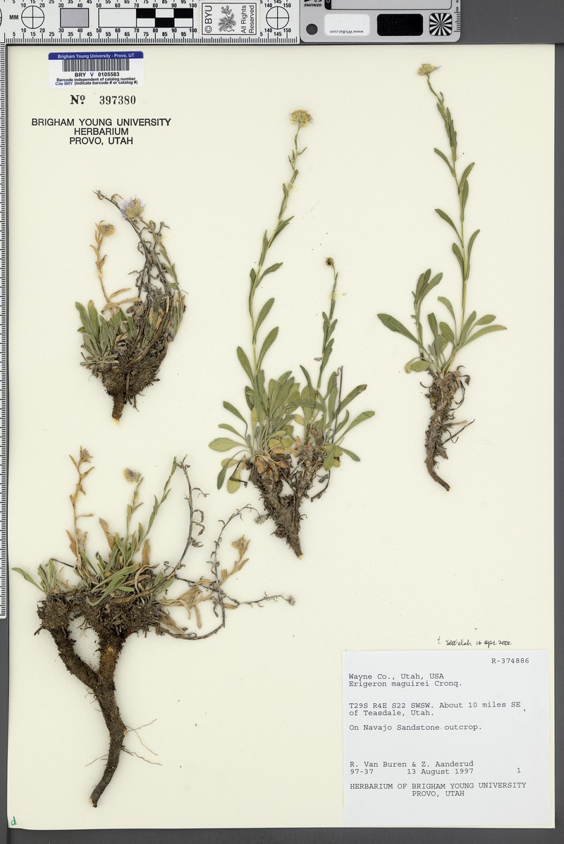 Maguire's Fleabane