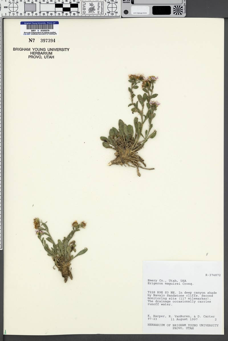 Maguire's Fleabane photo 2