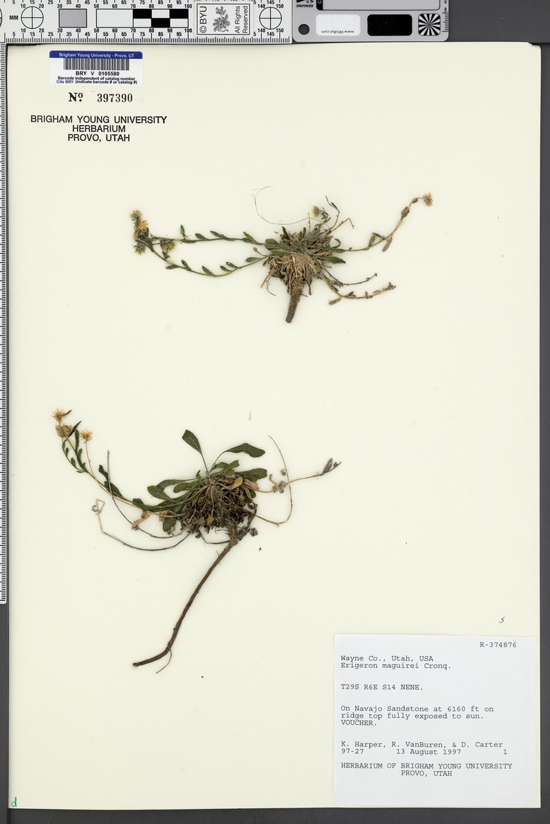 Maguire's Fleabane photo 3