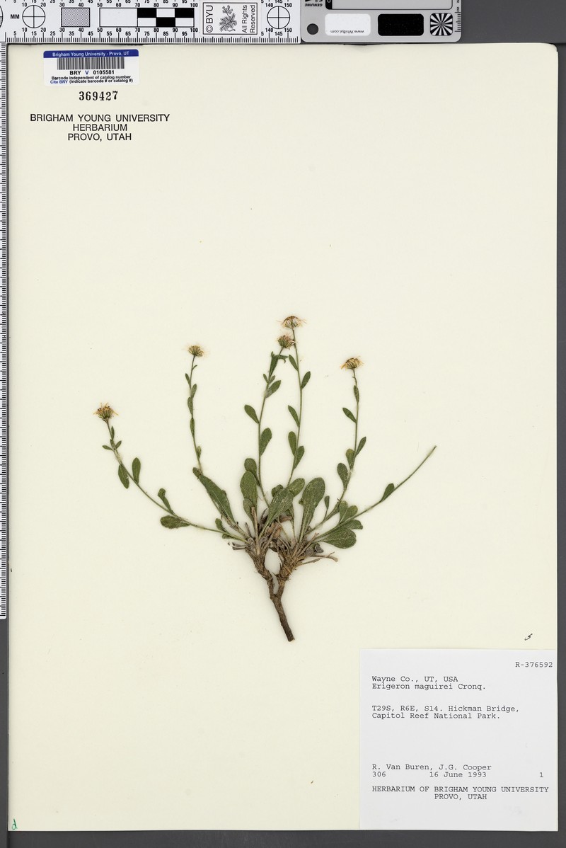 Maguire's Fleabane photo 4
