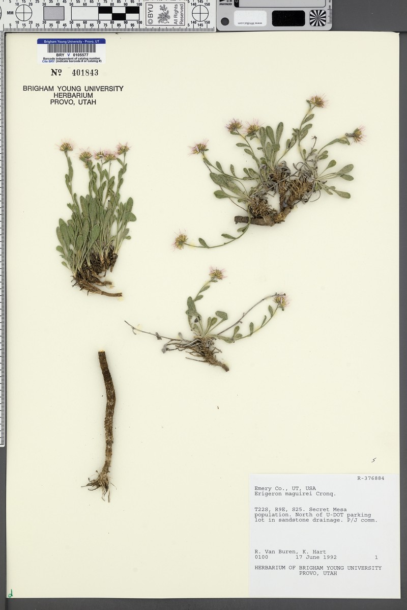 Maguire's Fleabane photo 5