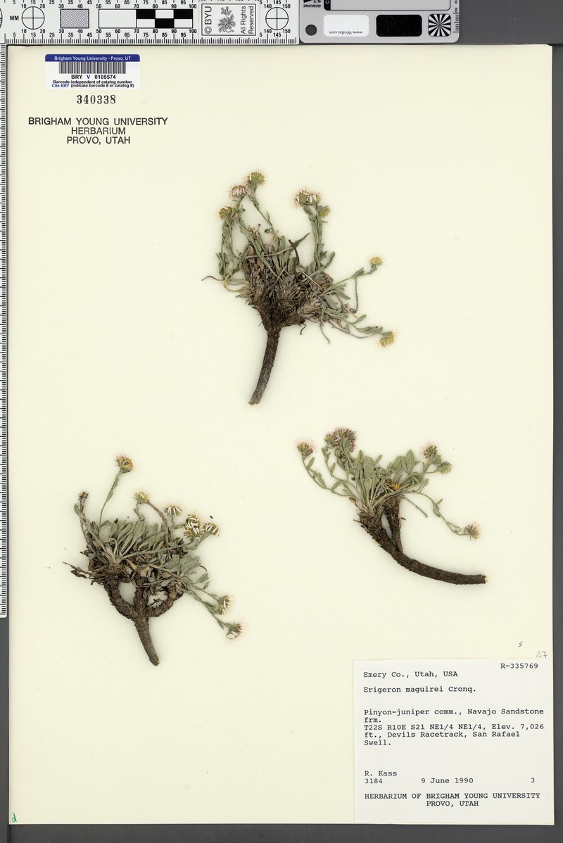 Maguire's Fleabane photo 6