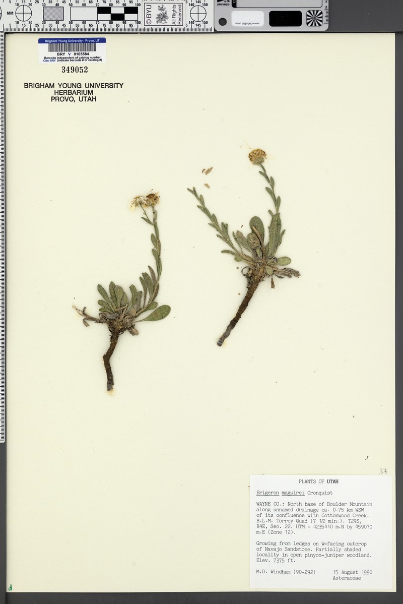 Maguire's Fleabane photo 7