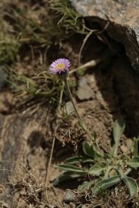 Erigeron major