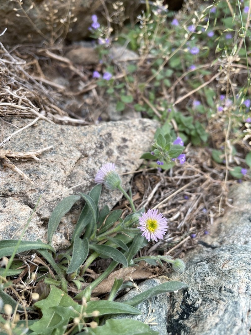 Erigeron major photo 2