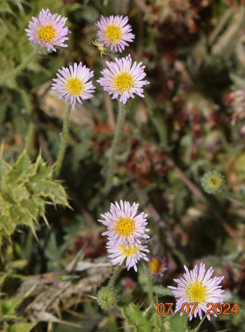 Erigeron major photo 3
