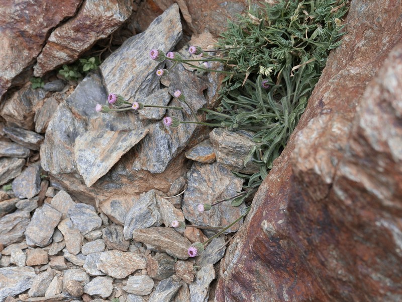 Erigeron major photo 4