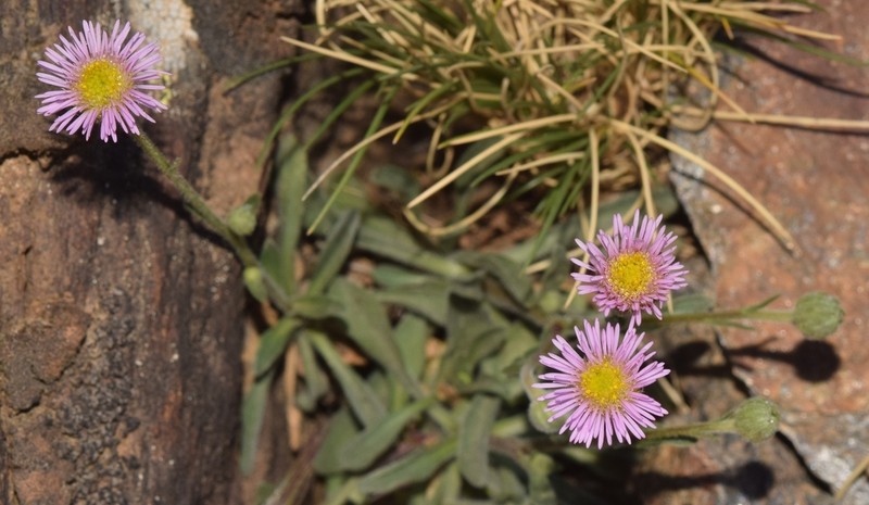 Erigeron major photo 5