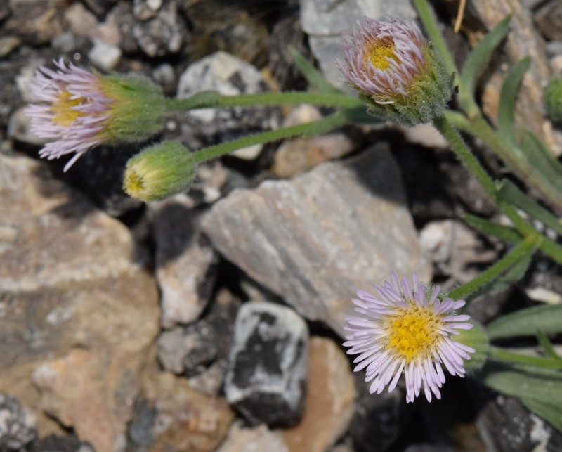 Erigeron major photo 6
