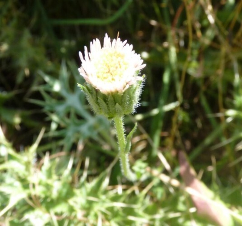 Erigeron major photo 7