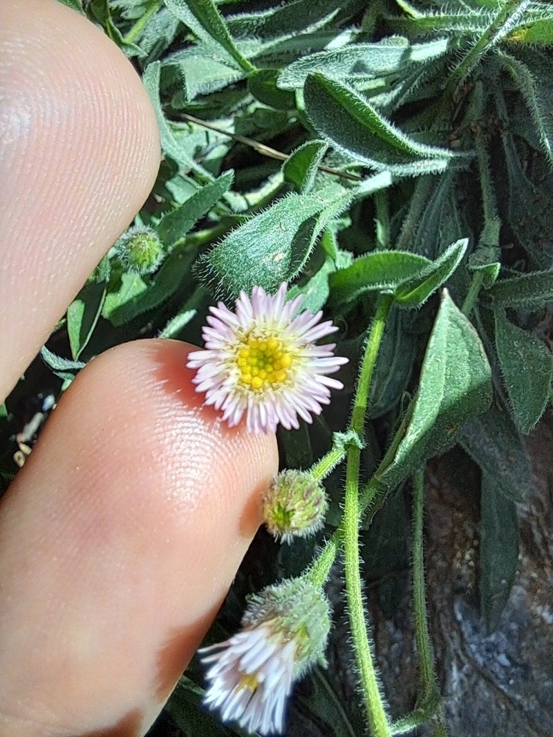 Erigeron major photo 8