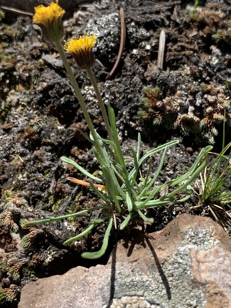 Depauperate Fleabane