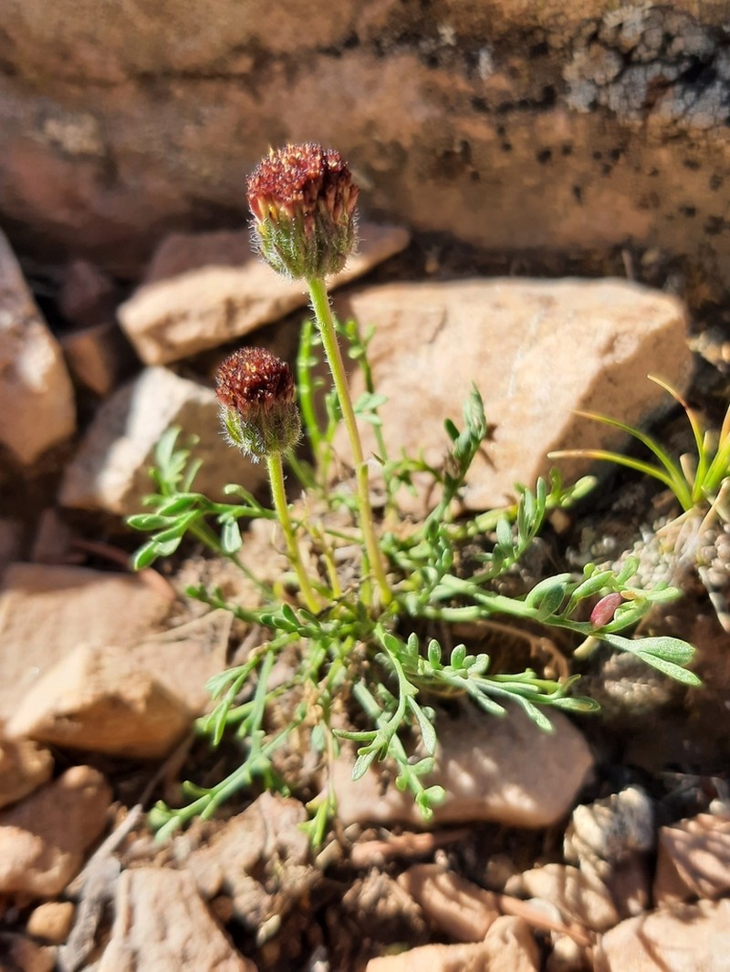 Depauperate Fleabane photo 2
