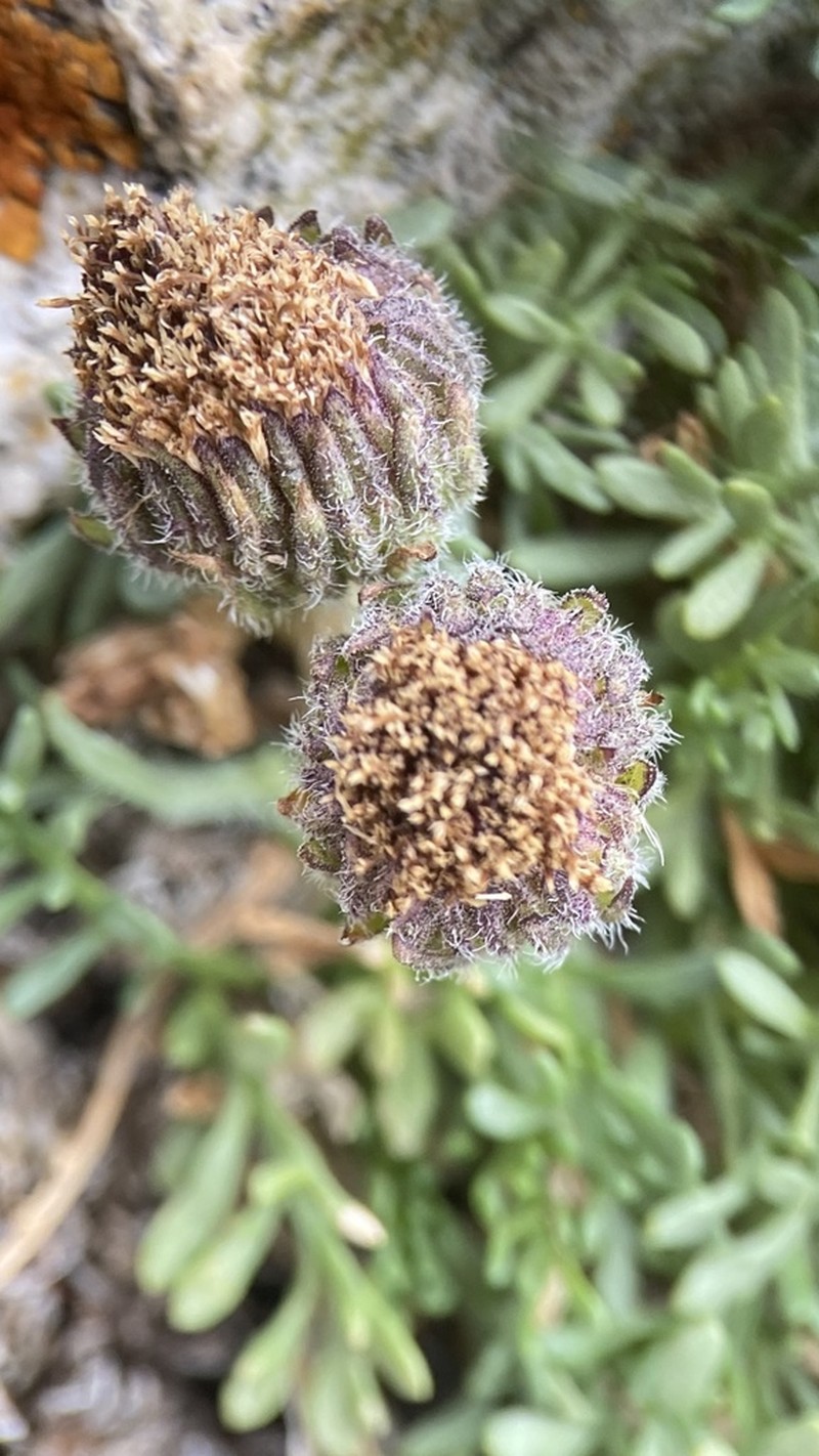 Depauperate Fleabane photo 3