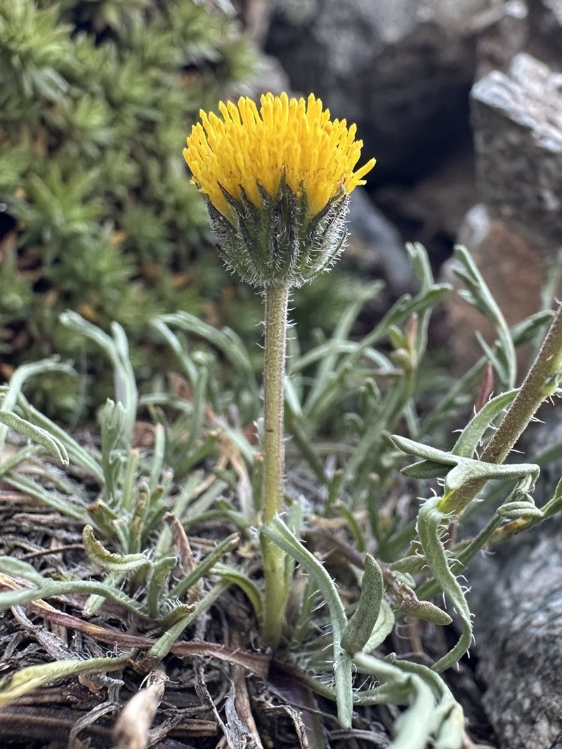 Depauperate Fleabane photo 4