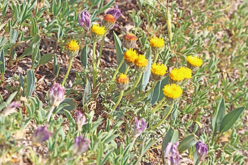 Depauperate Fleabane photo 5