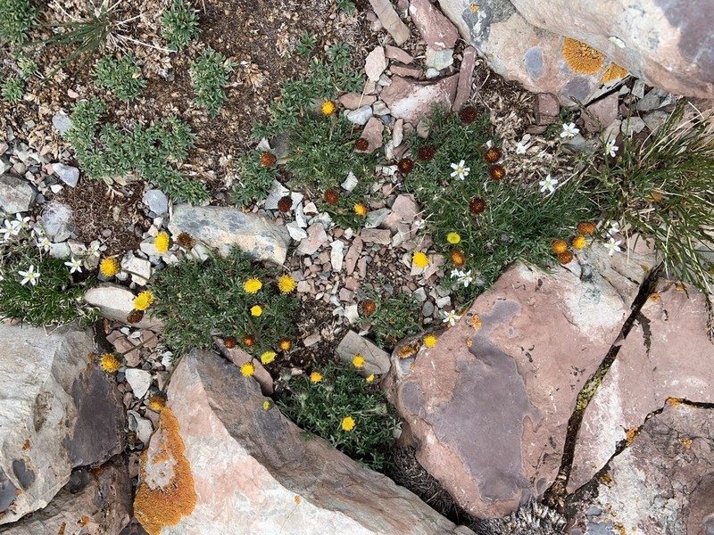 Depauperate Fleabane photo 6