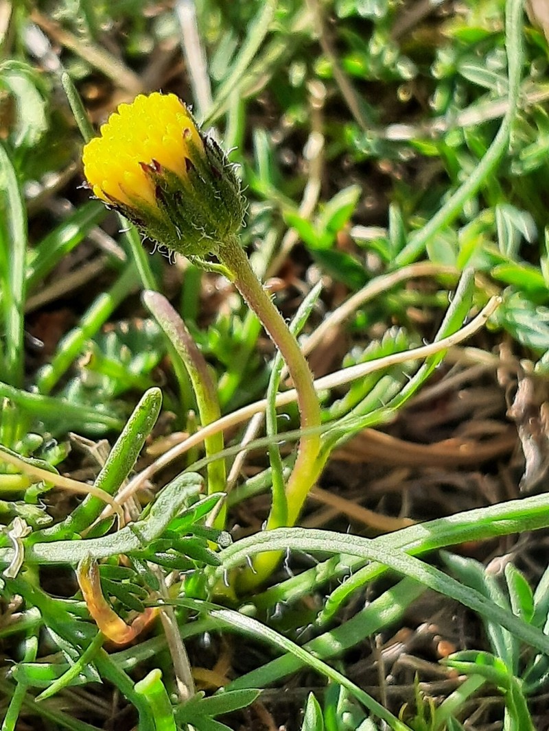 Depauperate Fleabane photo 7