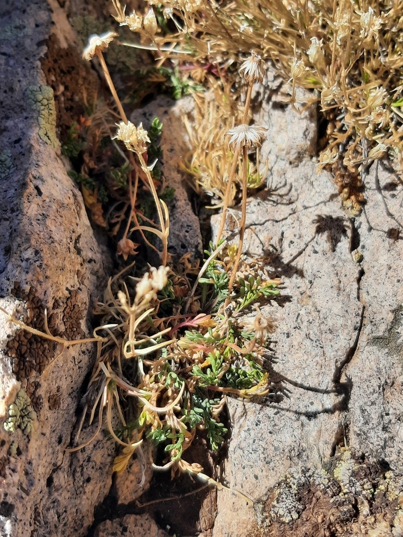 Depauperate Fleabane photo 8