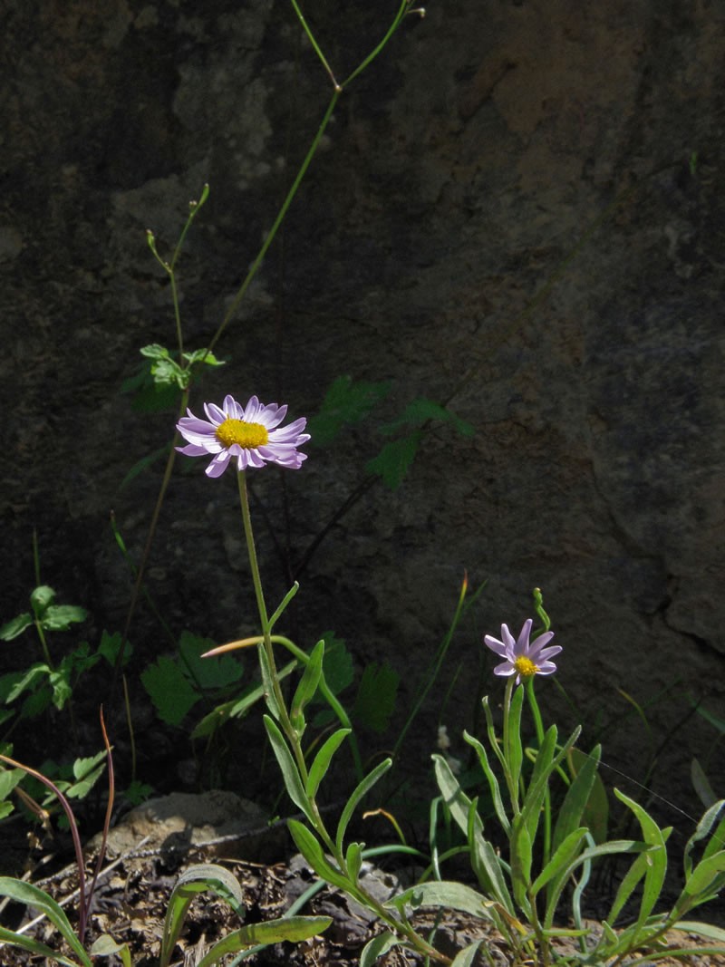 Mad River Fleabane