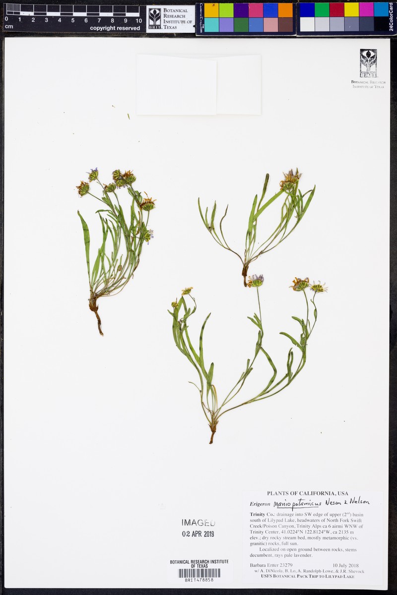 Mad River Fleabane photo 5