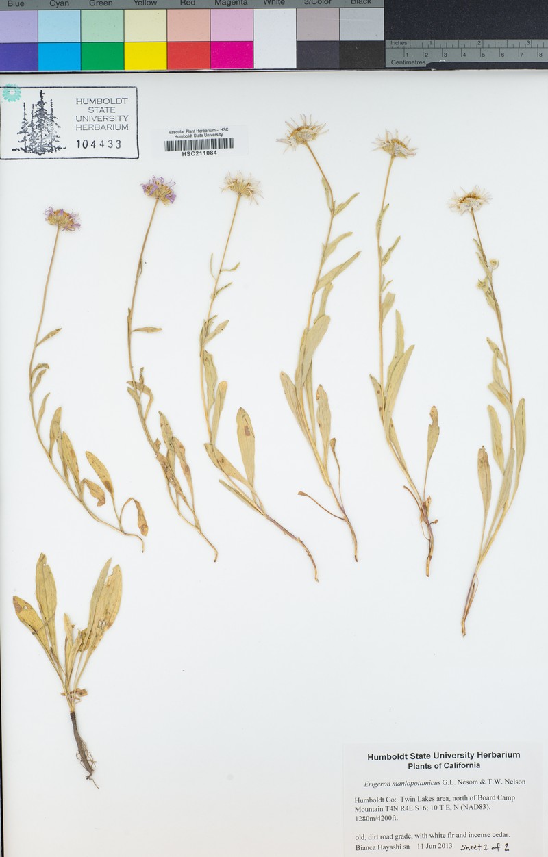 Mad River Fleabane photo 6