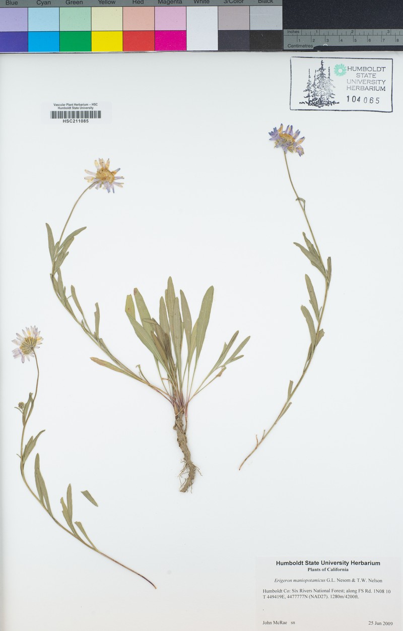 Mad River Fleabane photo 7