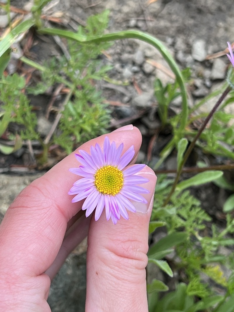 Mad River Fleabane