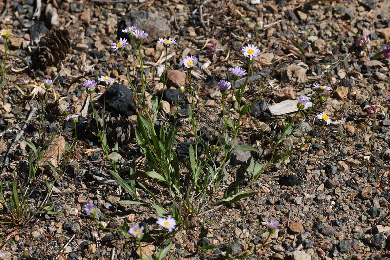Mad River Fleabane photo 2