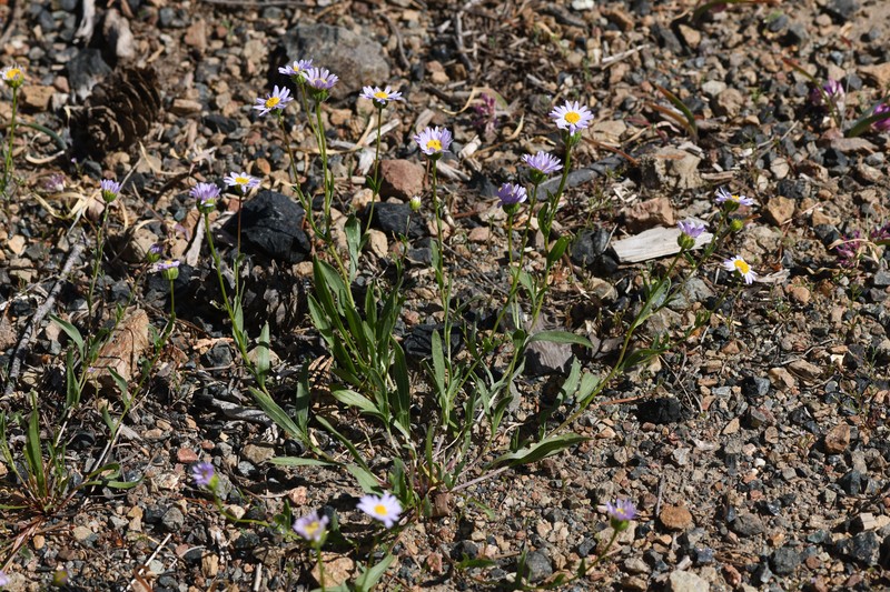 Mad River Fleabane photo 3