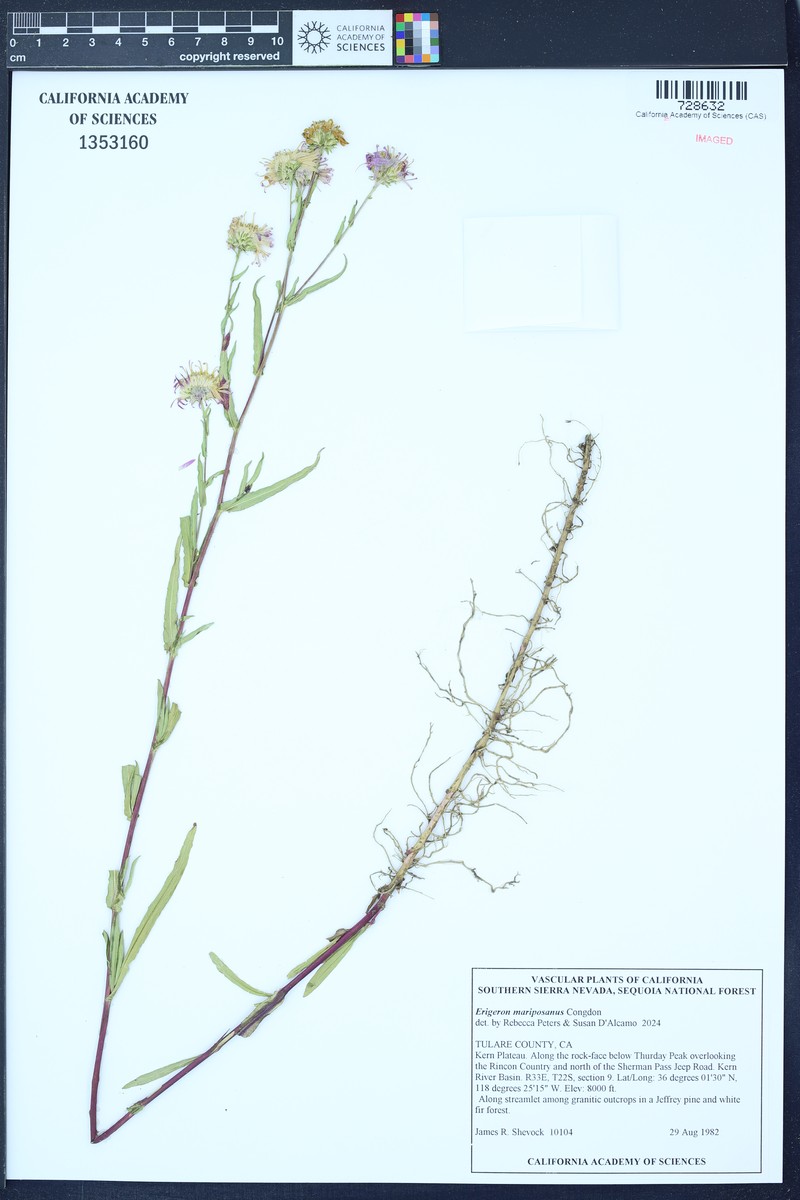 Mariposa Erigeron