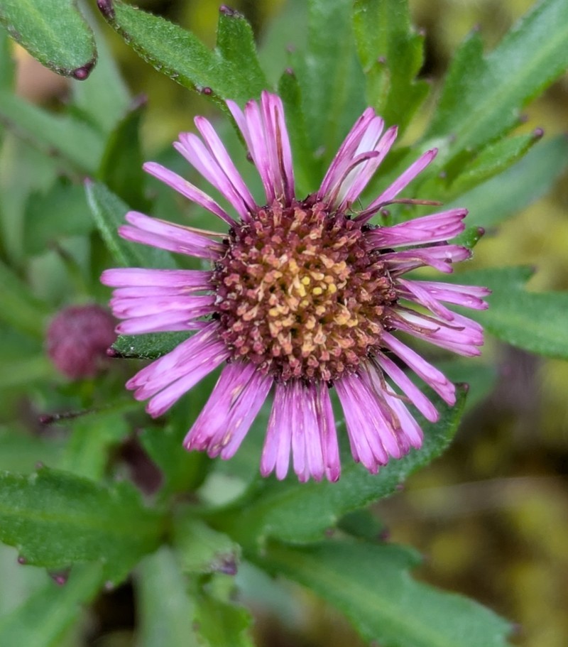 Erigeron maxonii