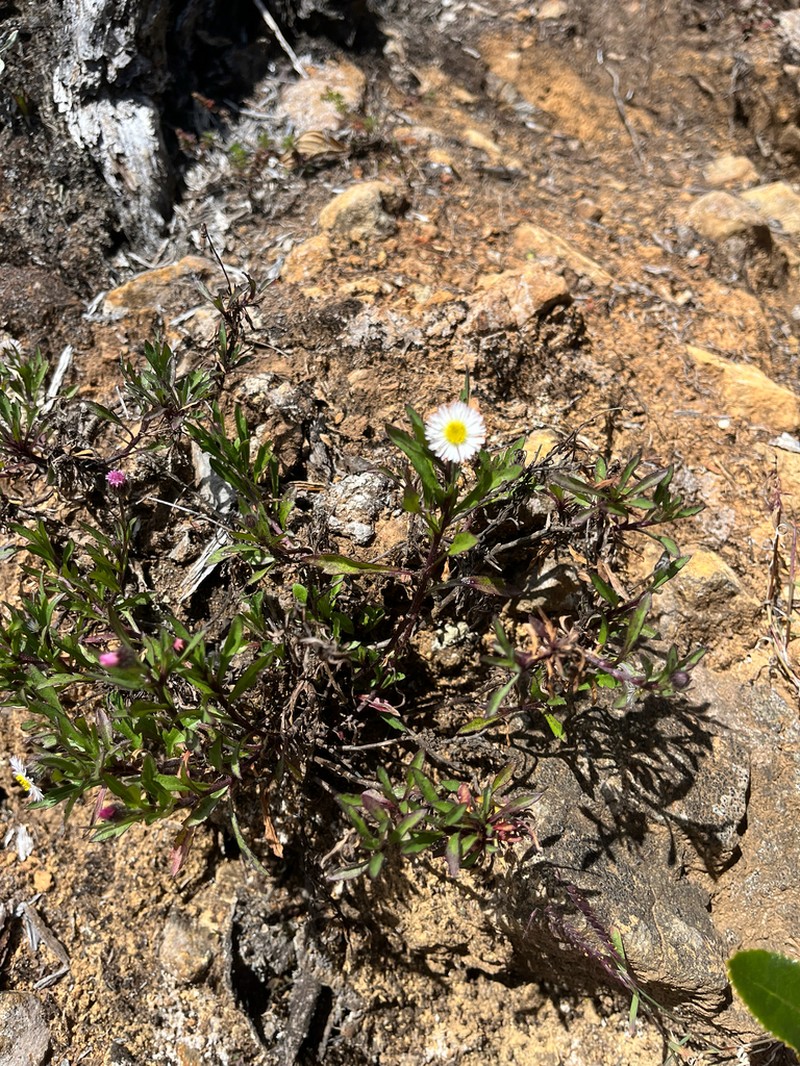 Erigeron maxonii photo 2