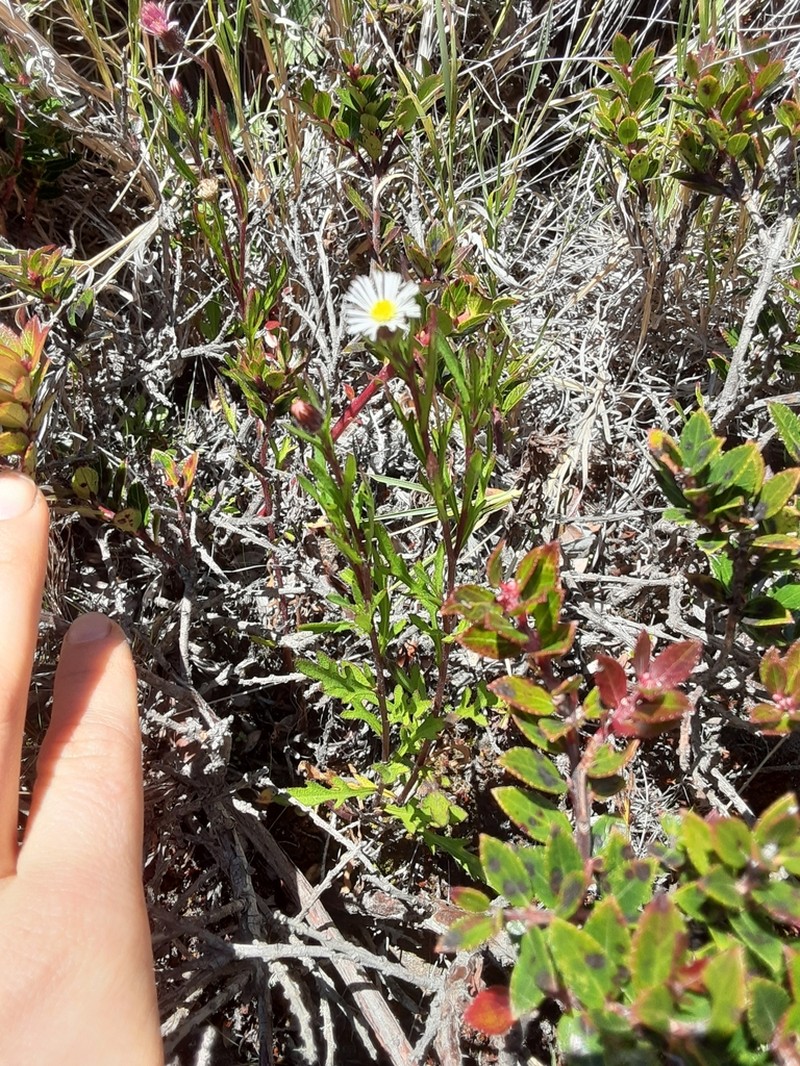 Erigeron maxonii photo 4