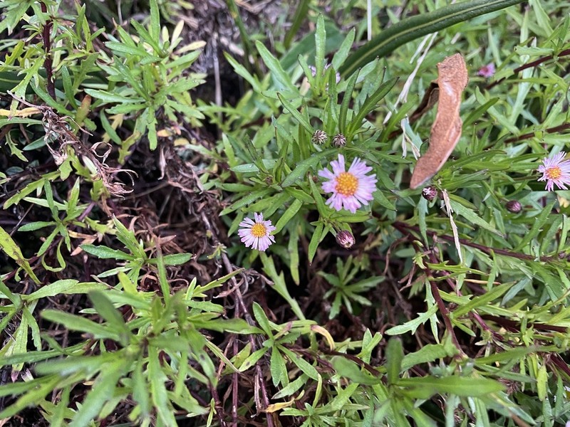 Erigeron maxonii photo 6