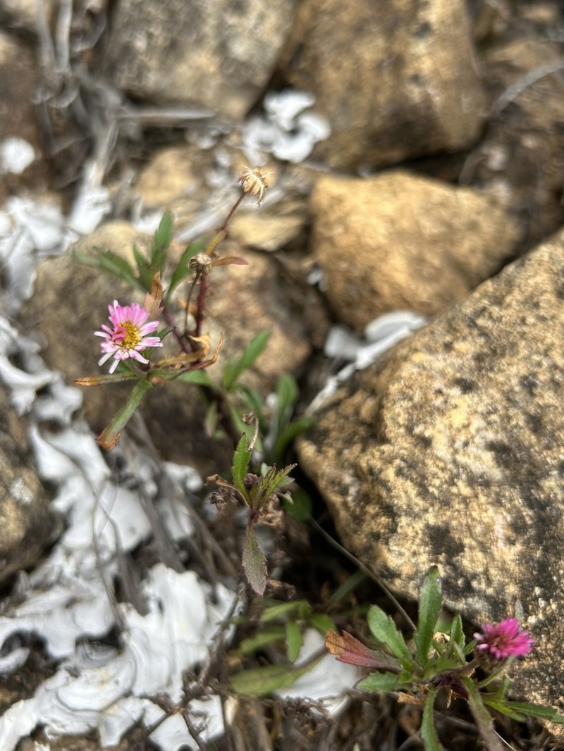Erigeron maxonii photo 7