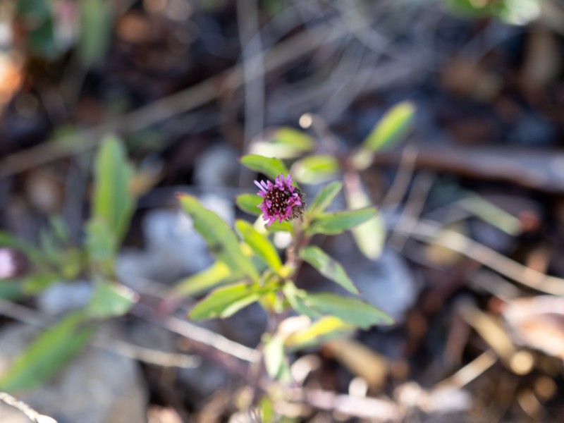 Erigeron maxonii photo 8