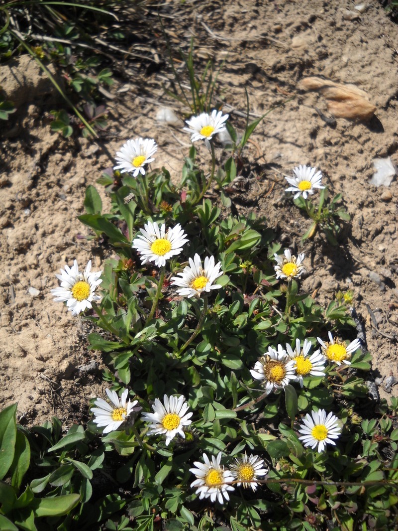 Blackhead Fleabane