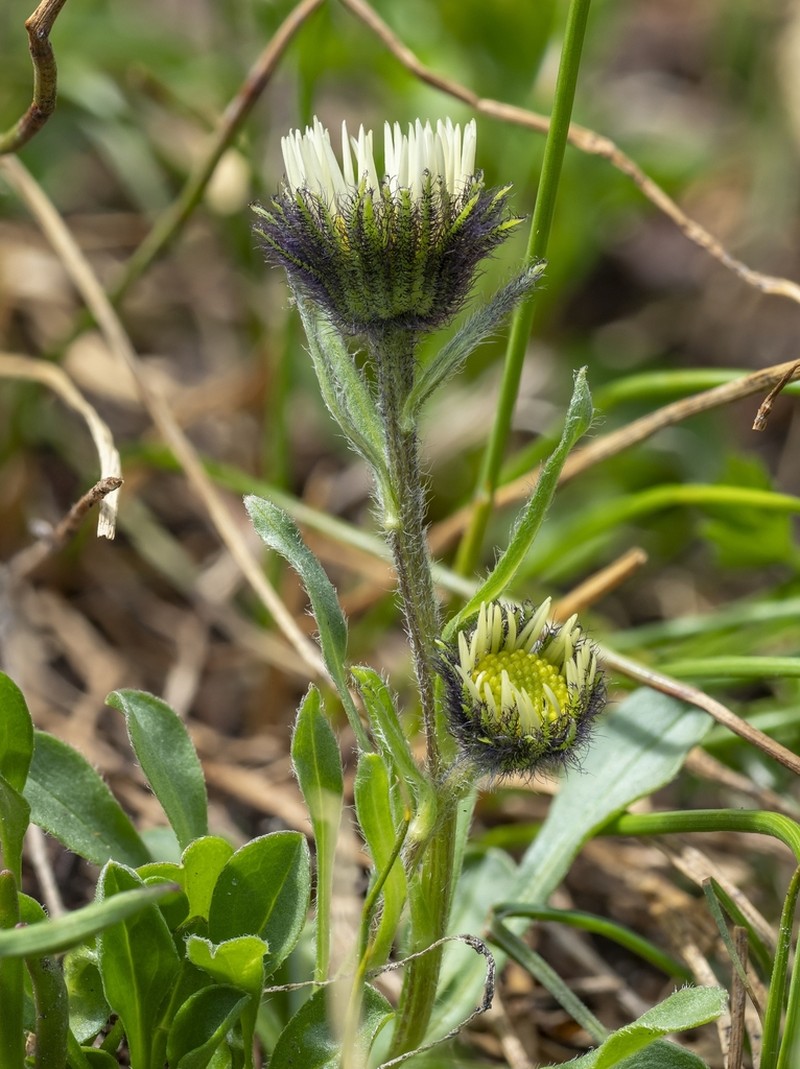 Blackhead Fleabane photo 2
