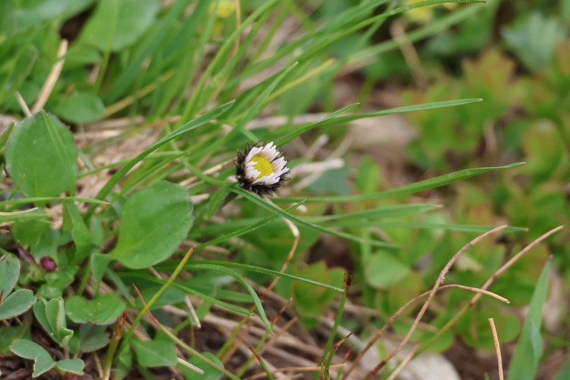 Blackhead Fleabane photo 3