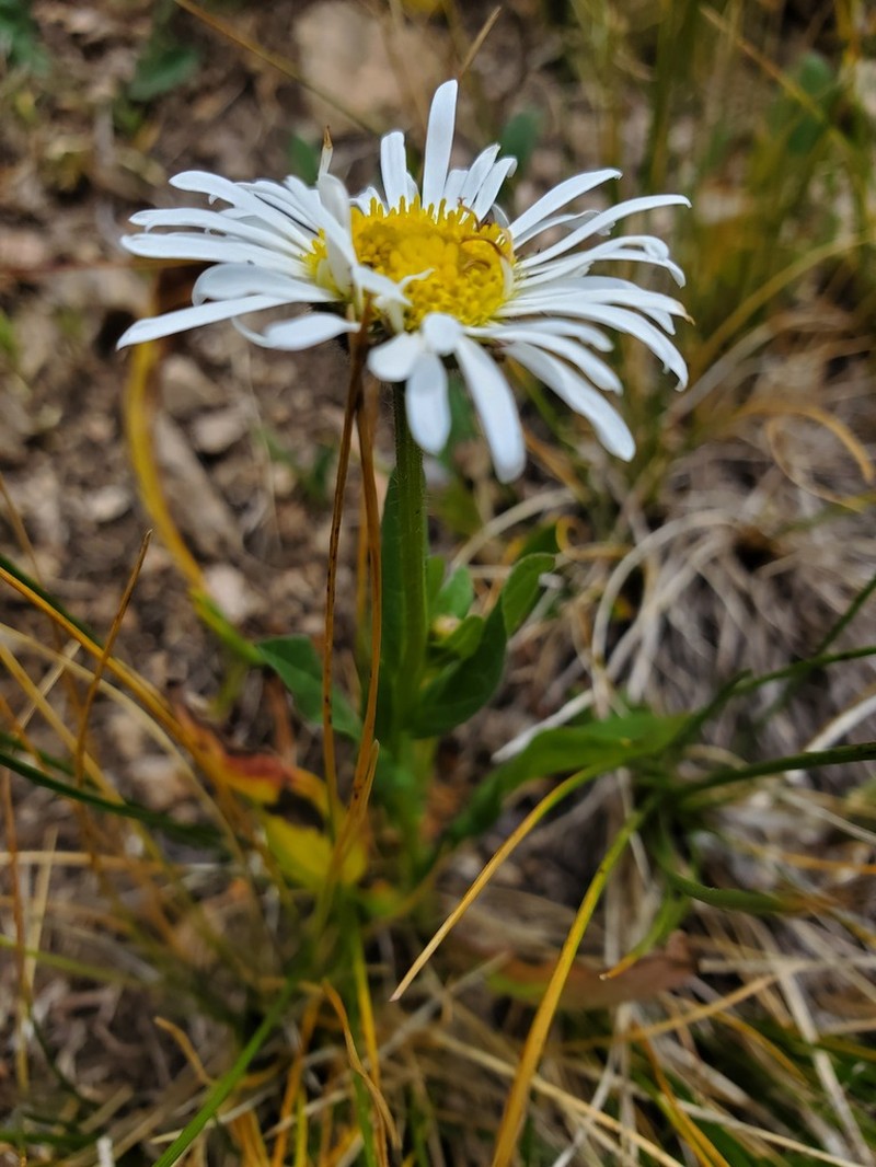 Blackhead Fleabane photo 4