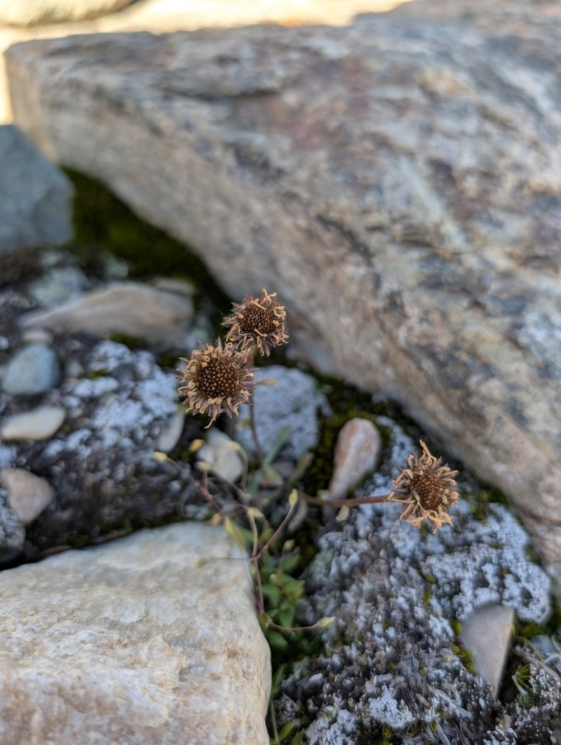 Blackhead Fleabane photo 5