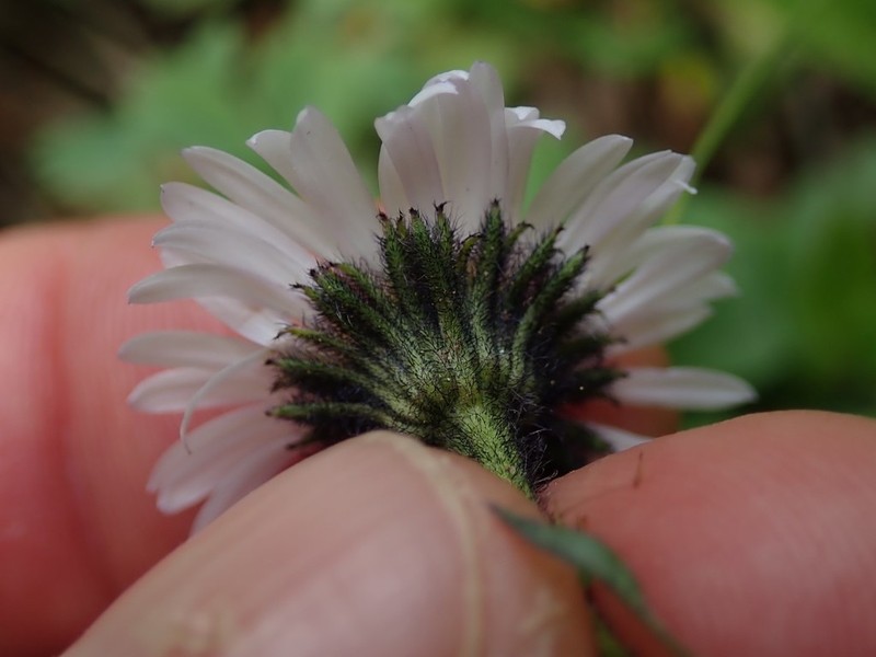 Blackhead Fleabane photo 6