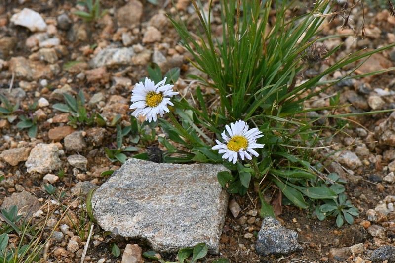 Blackhead Fleabane photo 7