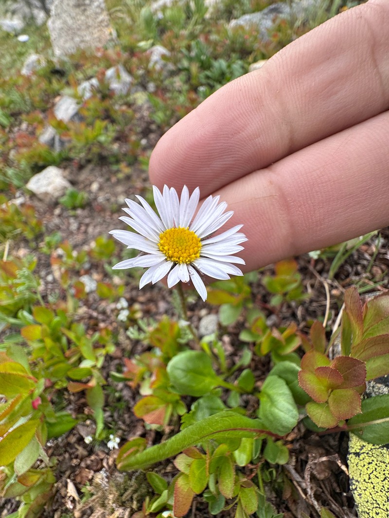 Blackhead Fleabane photo 8